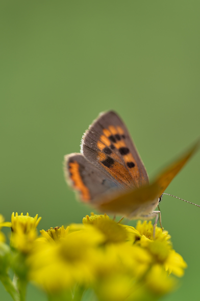 Common copper