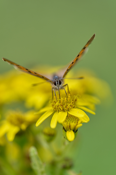 Common copper having a ball in a meadow