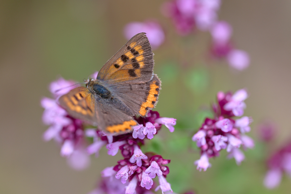 Common Copper