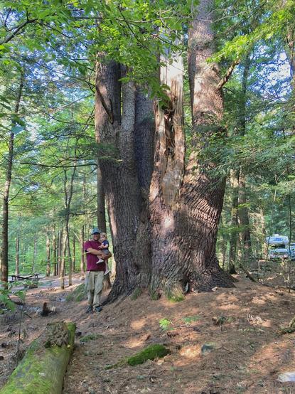 Me standing next to a very large Pine Tree consisting of four close-growing trunks. It’s substantially wider than I am tall!