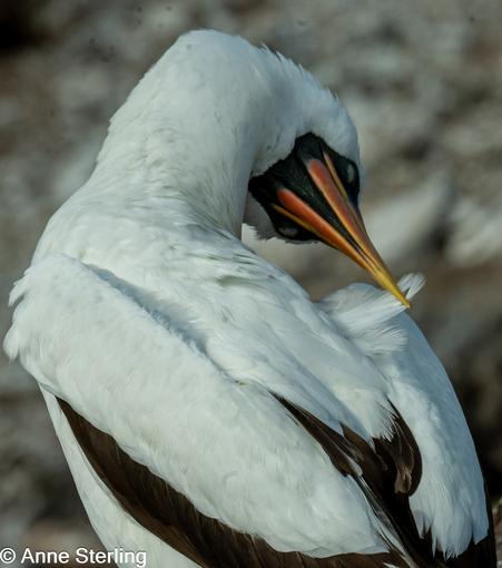 A Nazca Booby preening