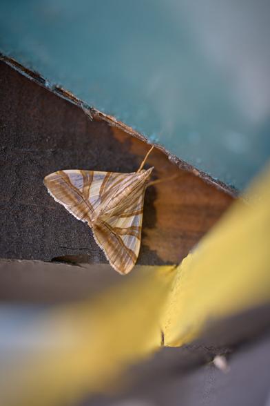 A moth. I have no idea what kind.