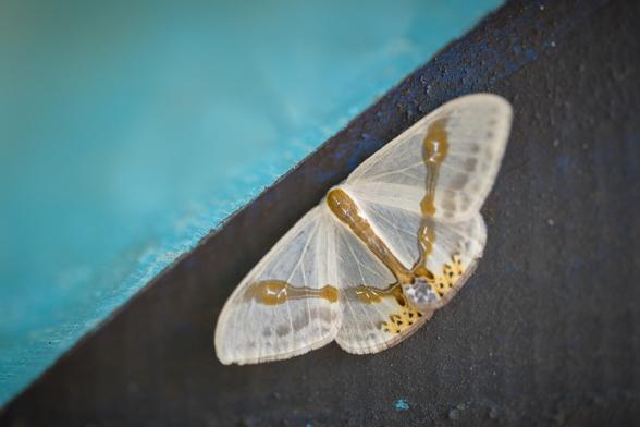 Another moth