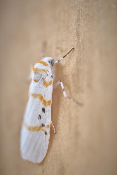 White but not. Amazing variations.