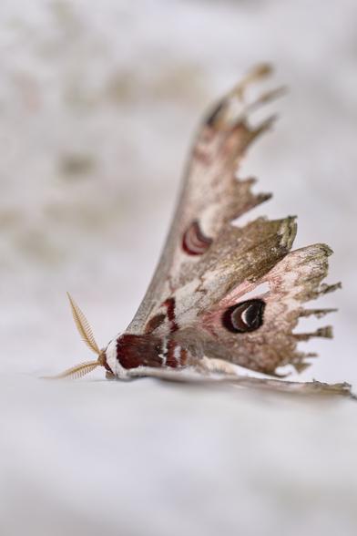 The remains of a spectacular creature