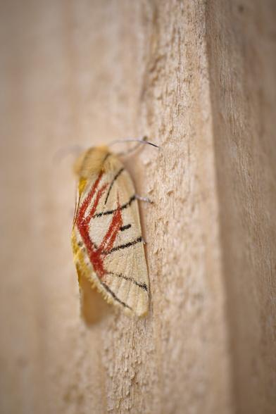 Art deco moth with a touch of Frank Lloyd Wright.