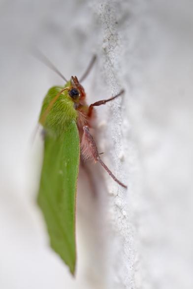 Green on top, red down below