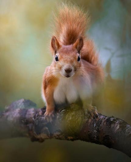 Photography. A color photo shot of a sitting brown squirrel on a branch. It looks at us curiously and its white chest fur looks a bit like two female breasts. Unfortunately, I can't describe it any other way without blushing.