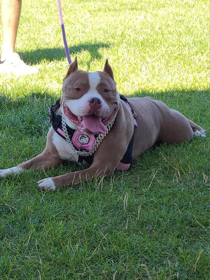 Pretty red nose bully girl dog