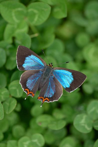 Azure Sapphire, maybe Green Sapphire. The bottom blue hues are hard to spot unless you get exactly the right light.