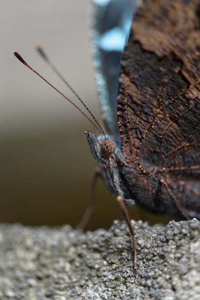 No idea what butterfly this is, but was hiding some awesome blue stripes on upper wings.