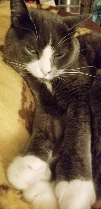 My gray tuxedo cat, cuddled up in bed beside me with sleepy, partially closed eyes & paws stretched out towards me.