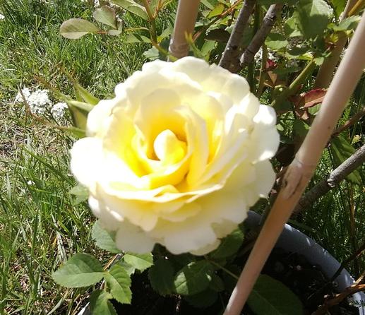 A close up of a champagne white rose.