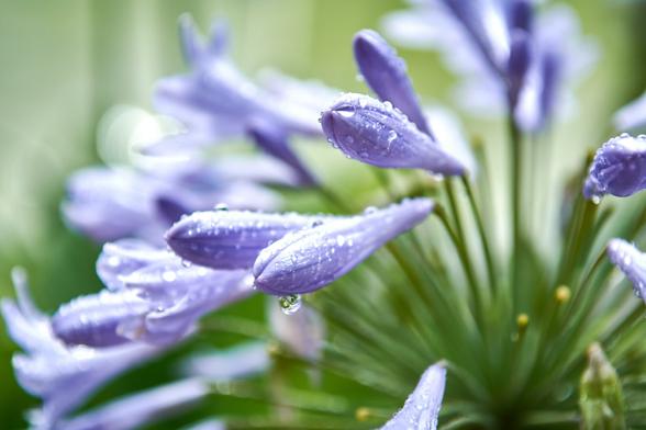 Some closed blossoms of the African Lily with several water drops after heavy rain.