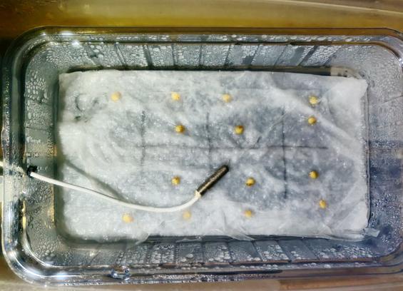 A transparent plastic tray viewed from above about 15x5cm (6x2in). A metal sensor lies in the middle with a cable going though the side of the tray. The bottom of the tray has wet paper towels with a 4x2 grid with 2 seeds in each section.