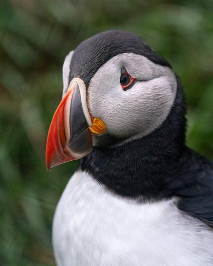Close up picture of a puffin. Black and white bird, looking to the left with a big colorful beak.