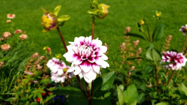 Bild zeigt eine weißlila blühende Dahlienblüte.