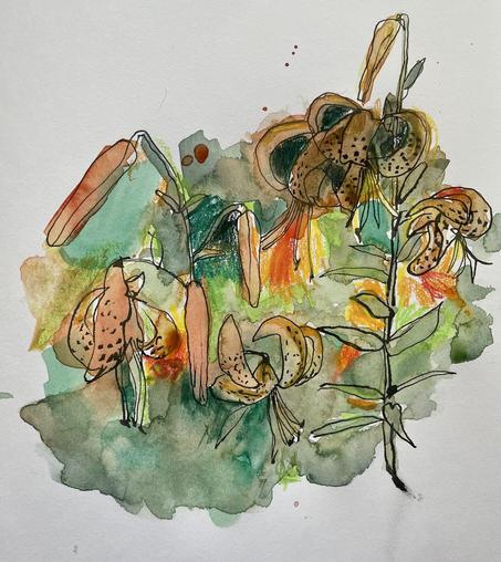 Watercolor sketch of tiger lilies.