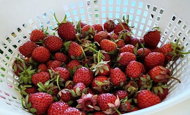 Freshly picked strawberries.