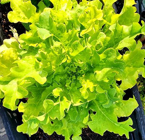 A nice full head of butter lettuce.