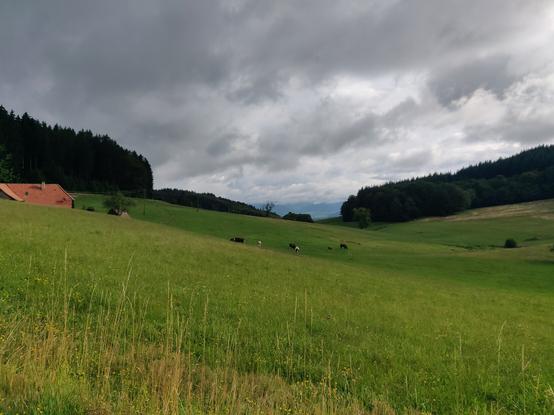 Blick über saftige Wiesen ins Kinzigtal. Tief hängende Wolken.