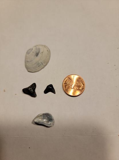 Two small black shark teeth and a two shells, with a penny for size reference (a banana was not immediately available). The shark teeth are about half the size of the penny, one shell is about twice the size, and one shell is just smaller. All four non-penny items were found on a beach on the Chesapeake Bay.