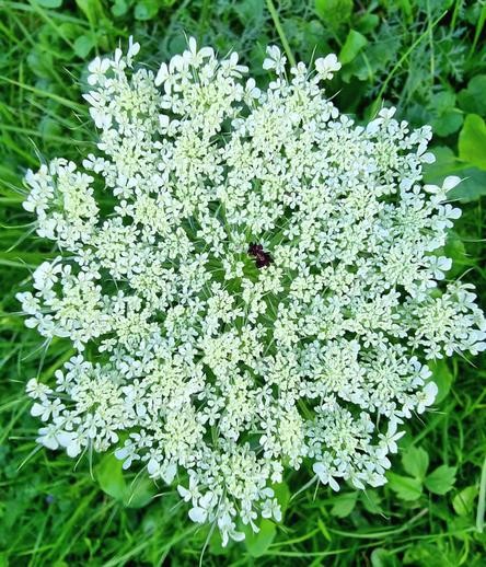 Blüte der wilden Karotte