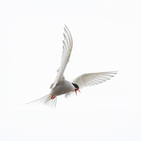 Angry arctic tern hovering in the air, with its sharp bright red beak wide open shouting at something below, ready to attack.