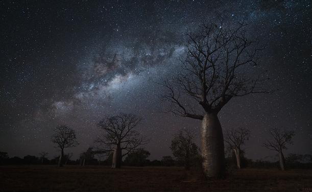 A group of boab trees on the open savanna of north western Australia. Swollen, bottle shaped trunks sprout branches from the pinched tops. Barren during the dry season, their leafless arms reach up toward the milky way which stretches across the tropical night sky.
