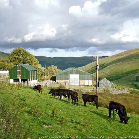 A steep hilside with several small black bullocks grazing.  Green corrugated farm buildings and some oak trees lie beyond.  The other slope of the valley, just as steep, is opposide, and in the distance, dark with shadow from storm clouds, is a line of distant mountains forming almost a straight horizon.  

Heavy storm clouds line up across the sky, but there is a band of brighter weather beyond the distant mountain.