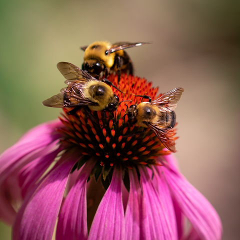 Three bumblebees on a coneflower