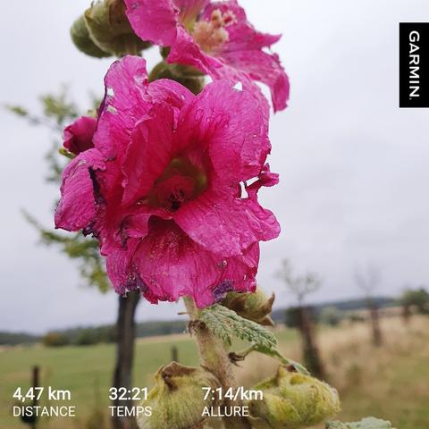 Photo d'une rose trémière perlée de goutte de pluie, entourée de bourgeons.