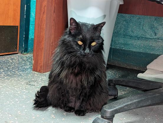 A long hair, brown-black furred cat with yellow eyes. She's sitting up with her tail curled in an annoyance flick. What a pretty princess!

She's sitting on the floor of the vet's office, surrounded by blue tones & wood furniture.