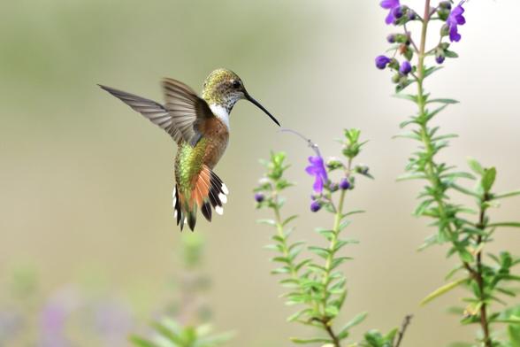 An Allen’s hummingbird feeding at a wooly blue curls flower