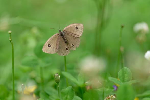 Ypthima trying to dry out it's wings a little after a big night of rain. Just hanging in the cool morning air. Farewell little buddies.