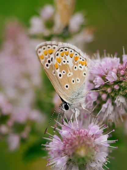 Brown argus butterfly sitting on flowers collecting nectar. The wings are fold and you can see the underside with the black dots and the orange sprinkles along the edge. The butterfly has a fluffy white fur and long black and white striped antennas.