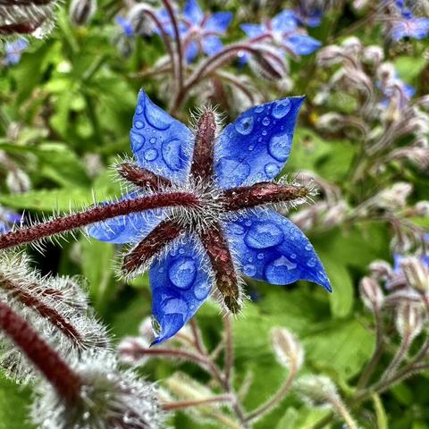 This photo is of a small bright blue flower called Borage.
5 beautiful blue petals covered in rain drops.
Apparently the flower and leaves are healthy to eat or to make tea.
I did eat a leave and yes, it has the taste.of a cucumber. The petals can be eaten as well or used as decoration on salads or soups.
A very interesting and good looking little plant loved by bees as well.