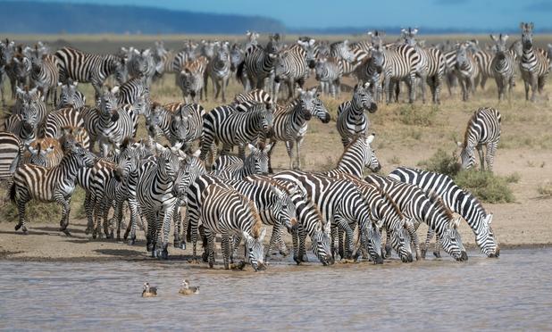 A herd of Zebras at the Watering Hole in Serengeti National Park Tanzania