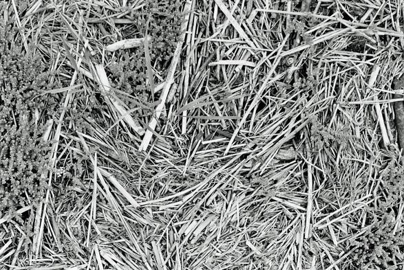 Densely matted reeds. becoming abstract.