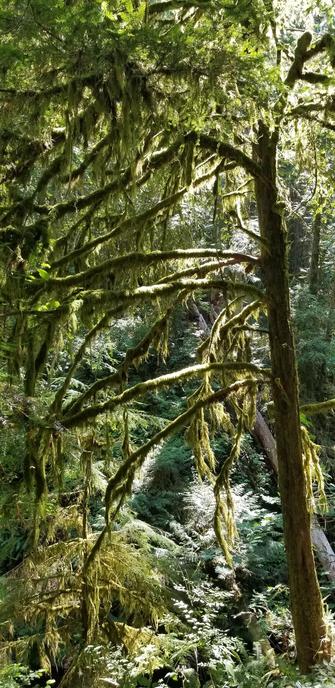 Moss & lichen covered tree in coastal temperate rainforest.