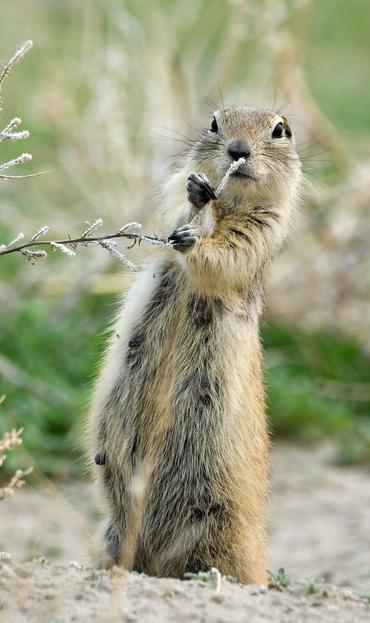 A mother gopher pulls a weed towards her mouth for a bite as she stands on her hind legs