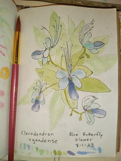 Clerodendron ugandense, also known as Rotheca 'Ugandense' is a tropical flowering plant. This image shows a watercolor illustration of five blue and purple flowers. They don't look real, but this is indeed a real plant in Nature. Each bloom is shaped like a butterfly, with four light blue petals growing out to the sides like wings, and a long purple petal growing down to the bottom, like the body of the butterfly. Long curling anther tendrils emerge from the top of each blossom, like the butterflies antennae, and each tendtil is topped with a creamy colored cluster of pollen. The blooms grow at the end of short angular stalks, all stemming from a whirl of oval shaped, green leaves in the background. The image is titled "Clerodendron ugandense, Blue Butterfly Flower".