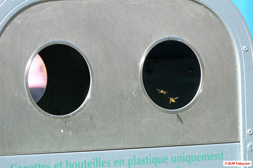 Bees flying into a recycling trash can at Walt Disney Studios Paris
