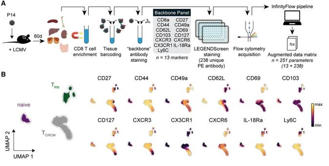 Figure 1 of the manuscript, detailing methods.

(A) InfinityFlow analysis pipeline. Naive P14 Thy1.1+ T cells were primed using LCMV, isolated from various tissues 60 dpi, barcoded, and stained with a backbone antibody panel. Cells were stained with >200 PE-conjugated antibodies (LEGENDScreen), acquired by flow cytometry and analyzed using InfinityFlow.

(B) (Left) UMAP plot of P14 T cell subsets generated using backbone markers, (right) colored by normalized expression of indicated markers.
