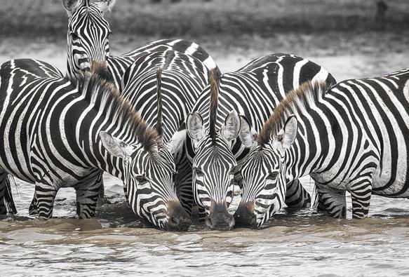 Trio of Zebras Drinking from a waterhole, noses togerther, while a fourth wants in to the group