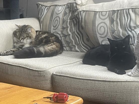Two cats, a large male fluffy tabby, and a black cat are on each end of a beige couch. The tabby is cleaning himself. The black is staring toward the camera in an annoyed way.