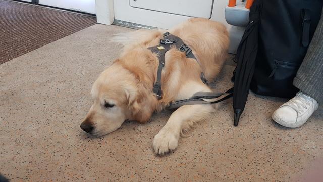 Golden retriever lying down on the floor of a train.