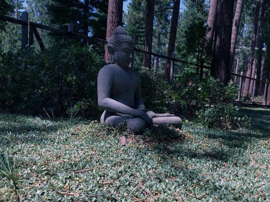 A purplish, stone Buddha resting in bed of leafy plants.