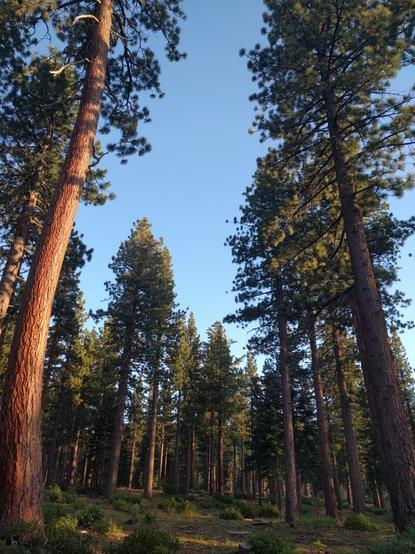 Tall, Jeffrey Pines in a sparse grove.
