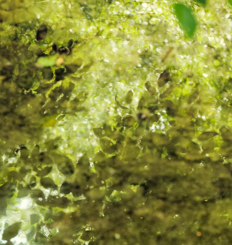 Abstract photo looking into water, seeing trees and leaves reflected